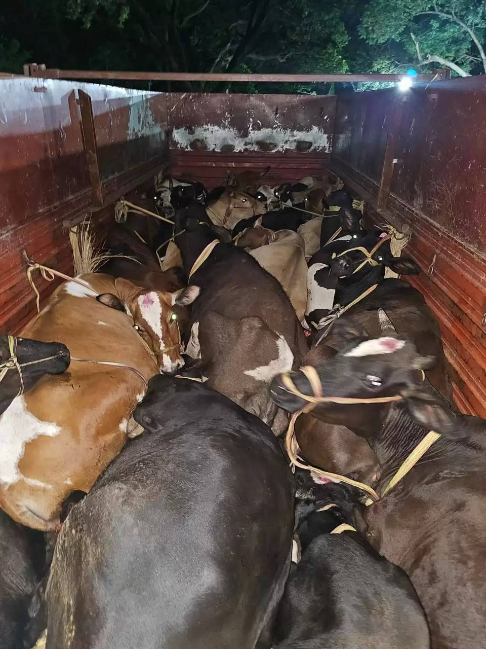 गौवंशीय पशु लदा दो ट्रक जब्त, छह मवेशी की मौत