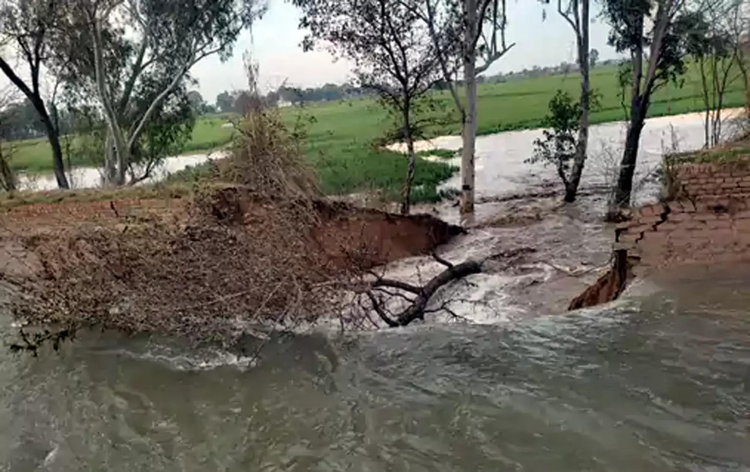 फतेहाबाद में नहर टूटी,खेत में खड़ी गेहूं की फसल हुई जलमग्न