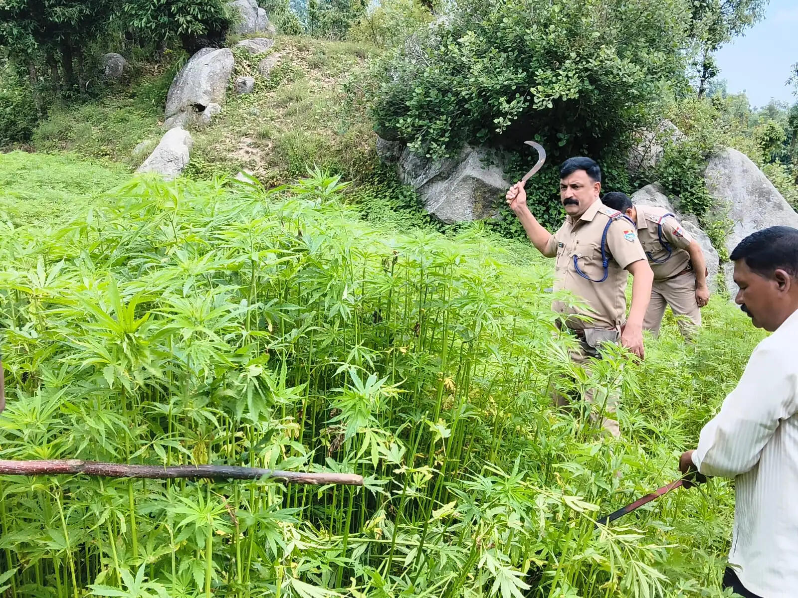 ऑपरेशन प्रहार का असर, चम्पावत में अवैध भांग की खेती पर कार्रवाई