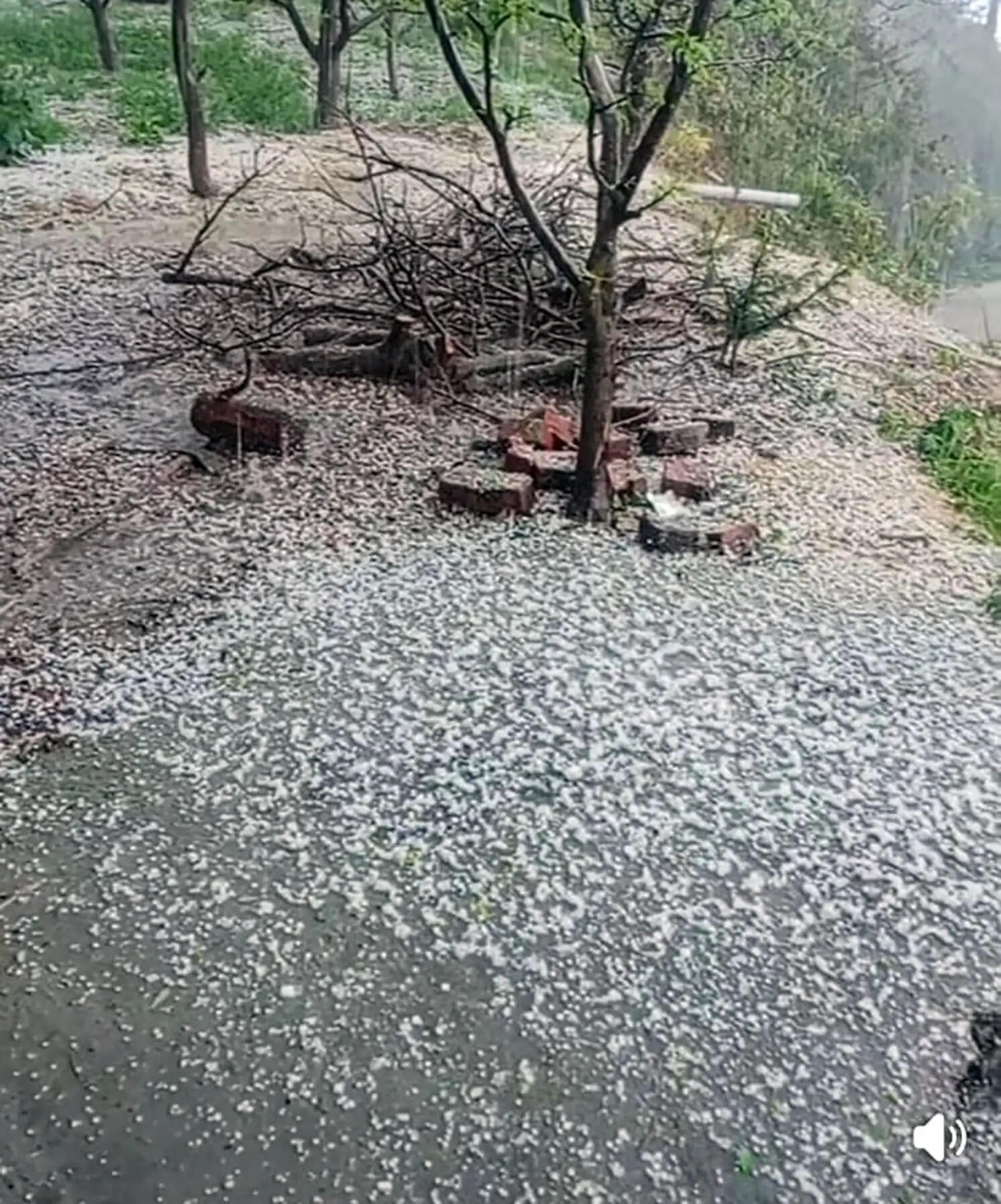 आसमान से टूटा कहर, मंडी जिले ओलावृष्टि से फसलें हुई तबाह, किसानों बागवानों की टूटी कमर