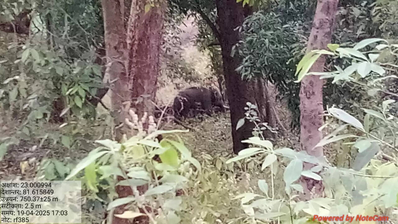 अनूपपुर: जिले में एक महीने से वितरण कर रहे तीन हाथी, ग्रामीण भयभीत