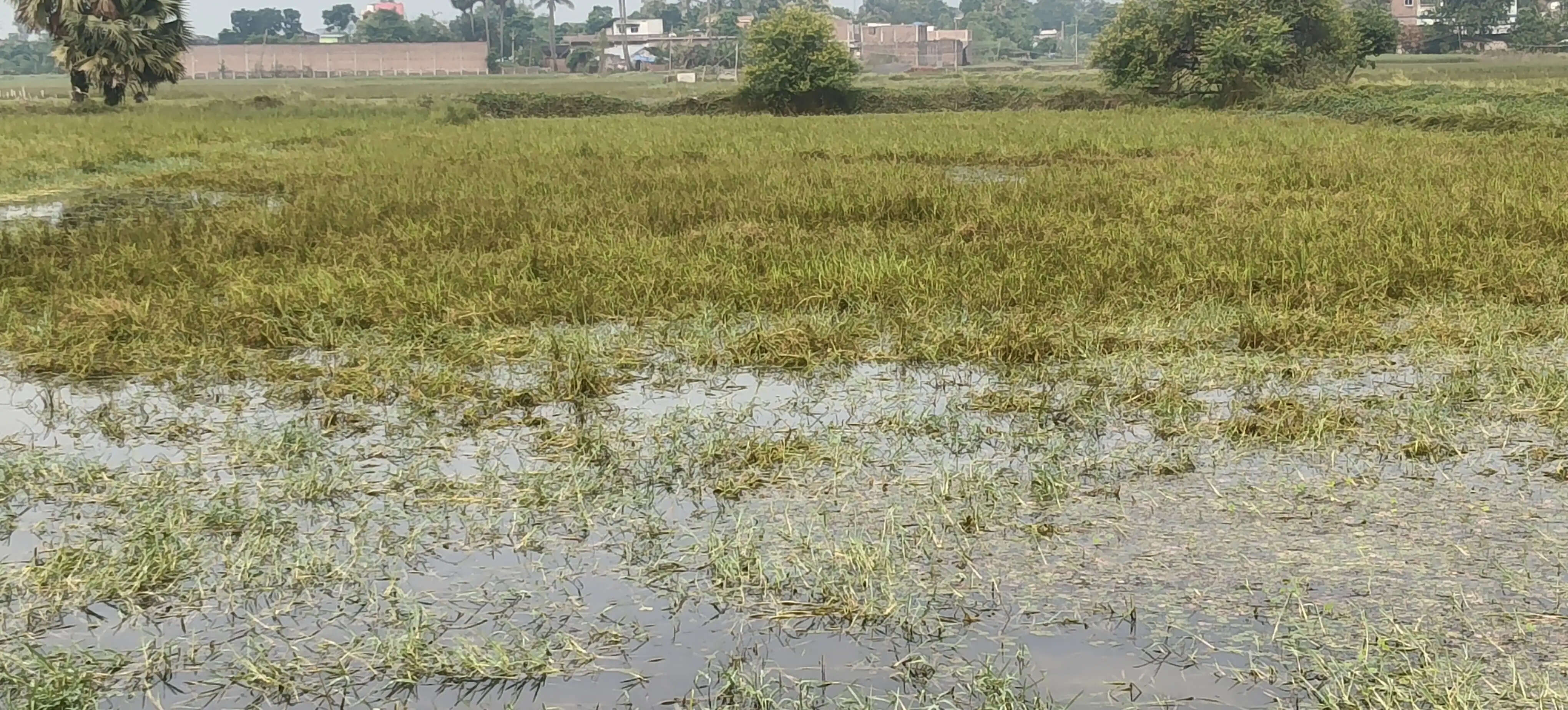 जलमग्न खेतों के कारण मवेशी पालकों में मची त्राहिमाम, सिल्क सिटी में दुग्ध उत्पादन आधा हुआ