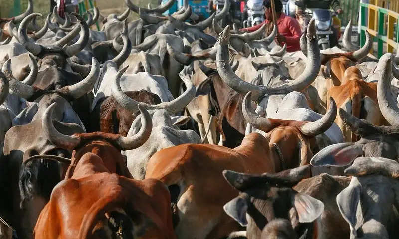 गौमाता को राष्ट्रमाता का दर्जा दिलवाने के लिए सोमवार को गो रक्षक पहुंचेंगे दिल्ली