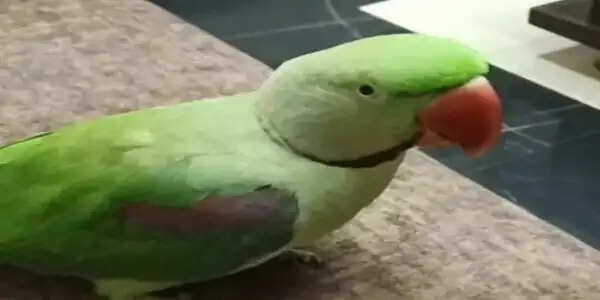 शहडोल: अनोखा और भावुक कर देने वाला मामला, तोता का पता बताने वाले को 21 हजार का इनाम