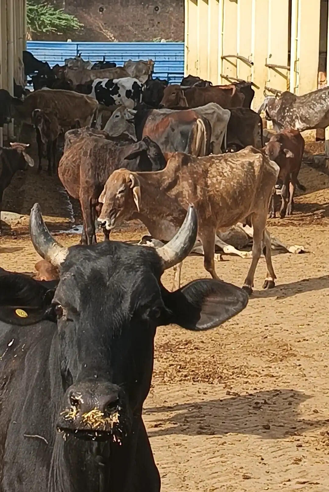 गौ आश्रय स्थलों की व्यवस्थाओं में सुधार के निर्देश