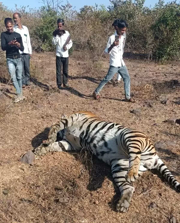 सागर : हिलगन के जंगल में मृत मिला बाघ, वन विभाग में मचा हड़कंप