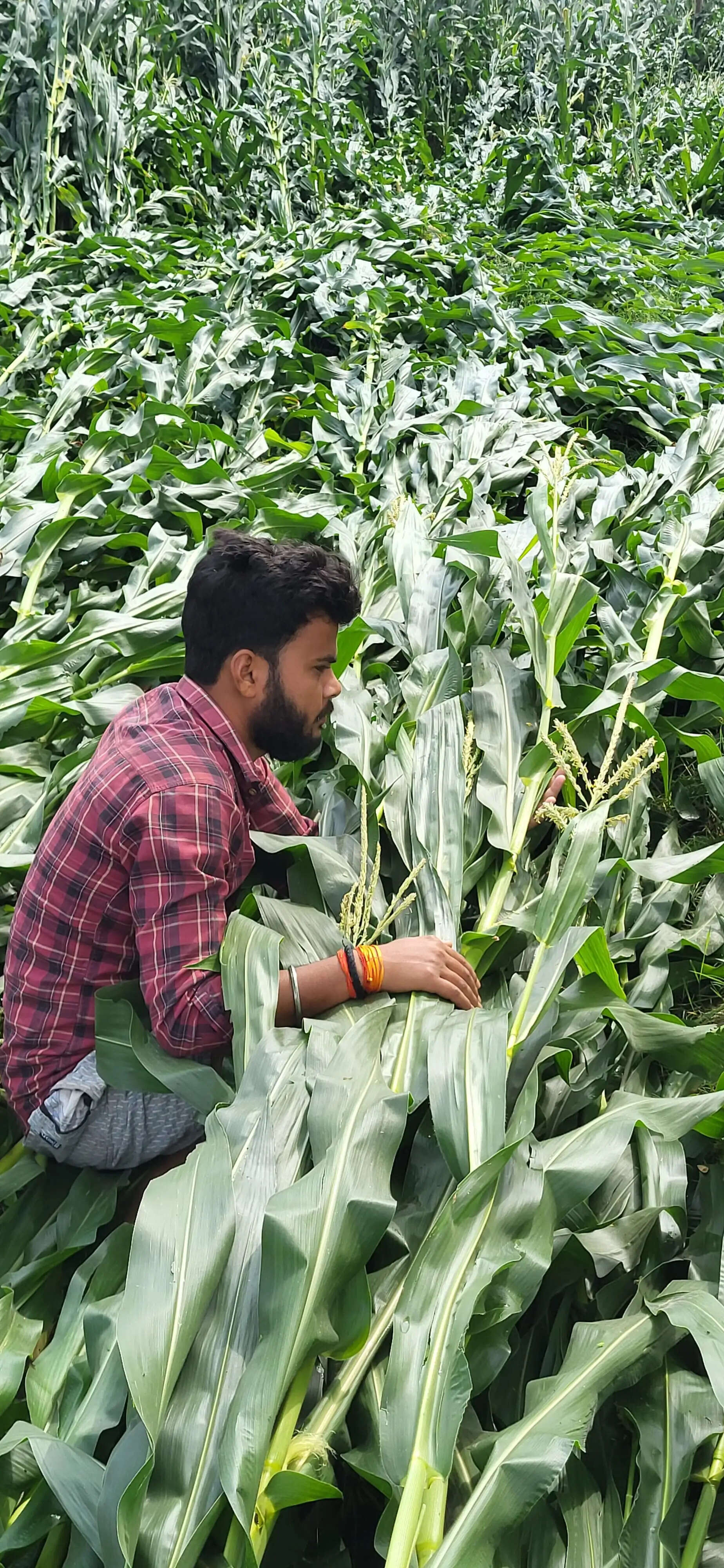 सुपौल में बेमौसम बारिश और ओलावृष्टि से फसलें तबाह, किसानों ने बढ़े मुआवजे की मांग उठाई