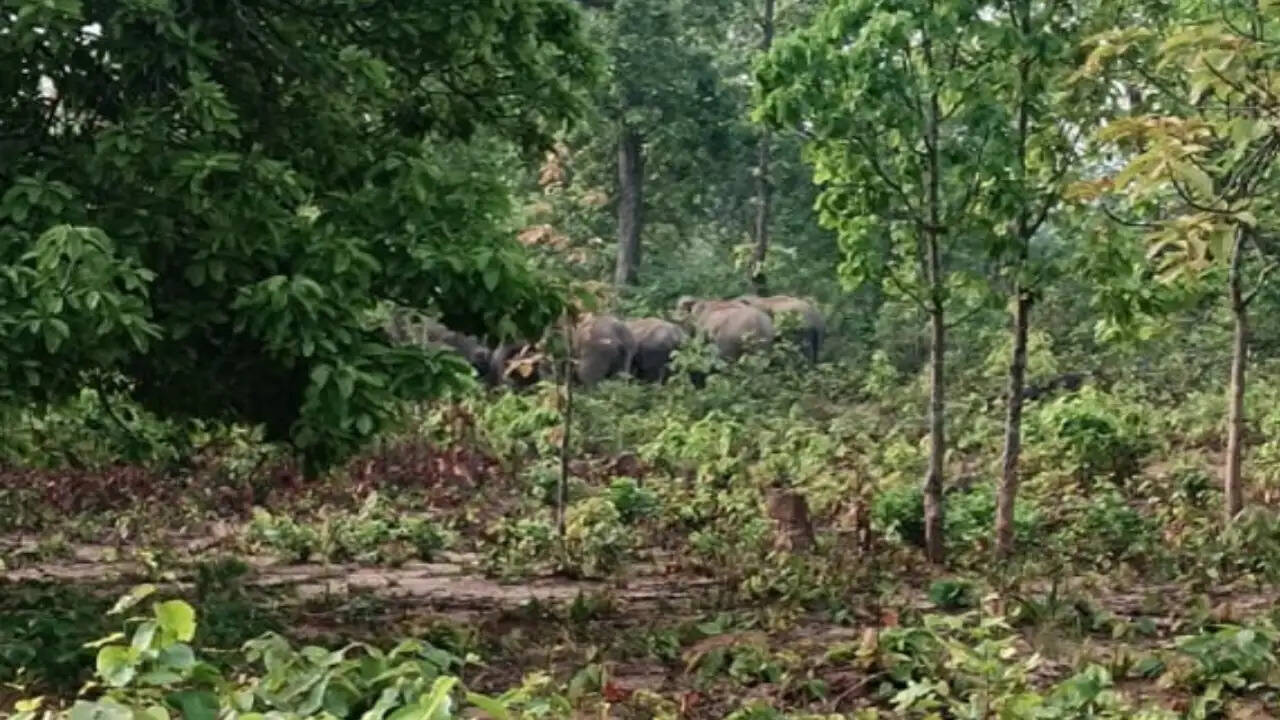 सरगुजा में 13 हाथियों के दल का डेरा, चकेरी में फसलों को नुकसान, वन विभाग ने जारी किया अलर्ट