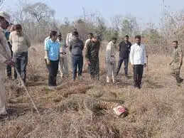 सतपुड़ा टाइगर रिजर्व में 4 माह के शावक की मौत, 9 महीनों में पांचवीं घटना, सुरक्षा पर उठे सवाल