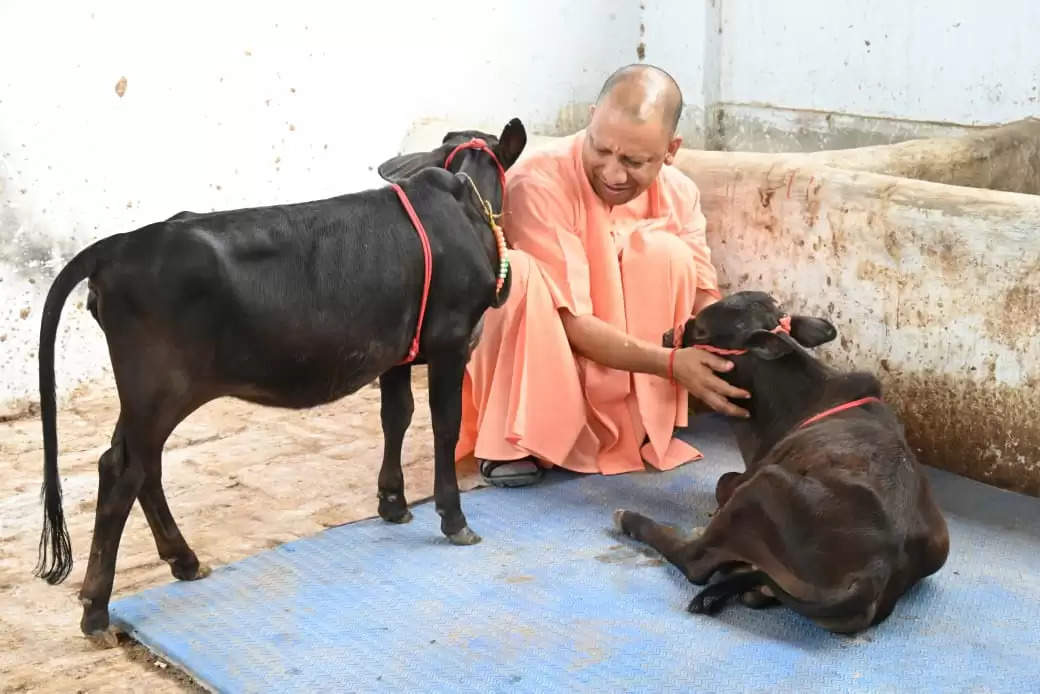 दक्षिण से आए गोवंश को सीएम योगी ने दिया भवानी और भोलू नाम