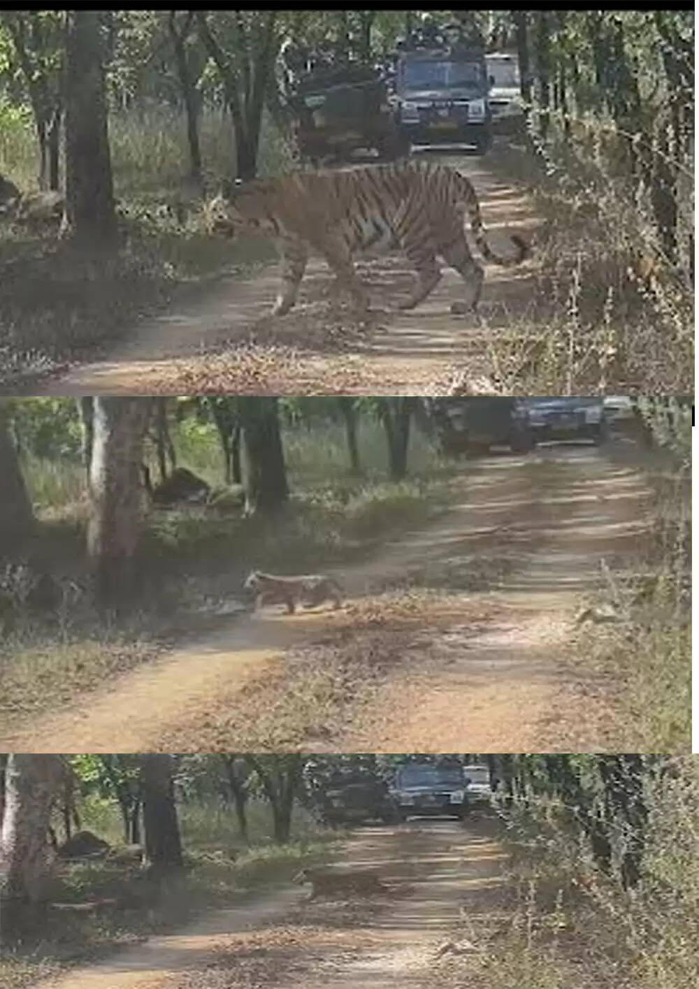 अपडेट सिवनीः खवासा बफर में दुर्लभ दृश्य, बाघिन पांच शावकों संग दिखी