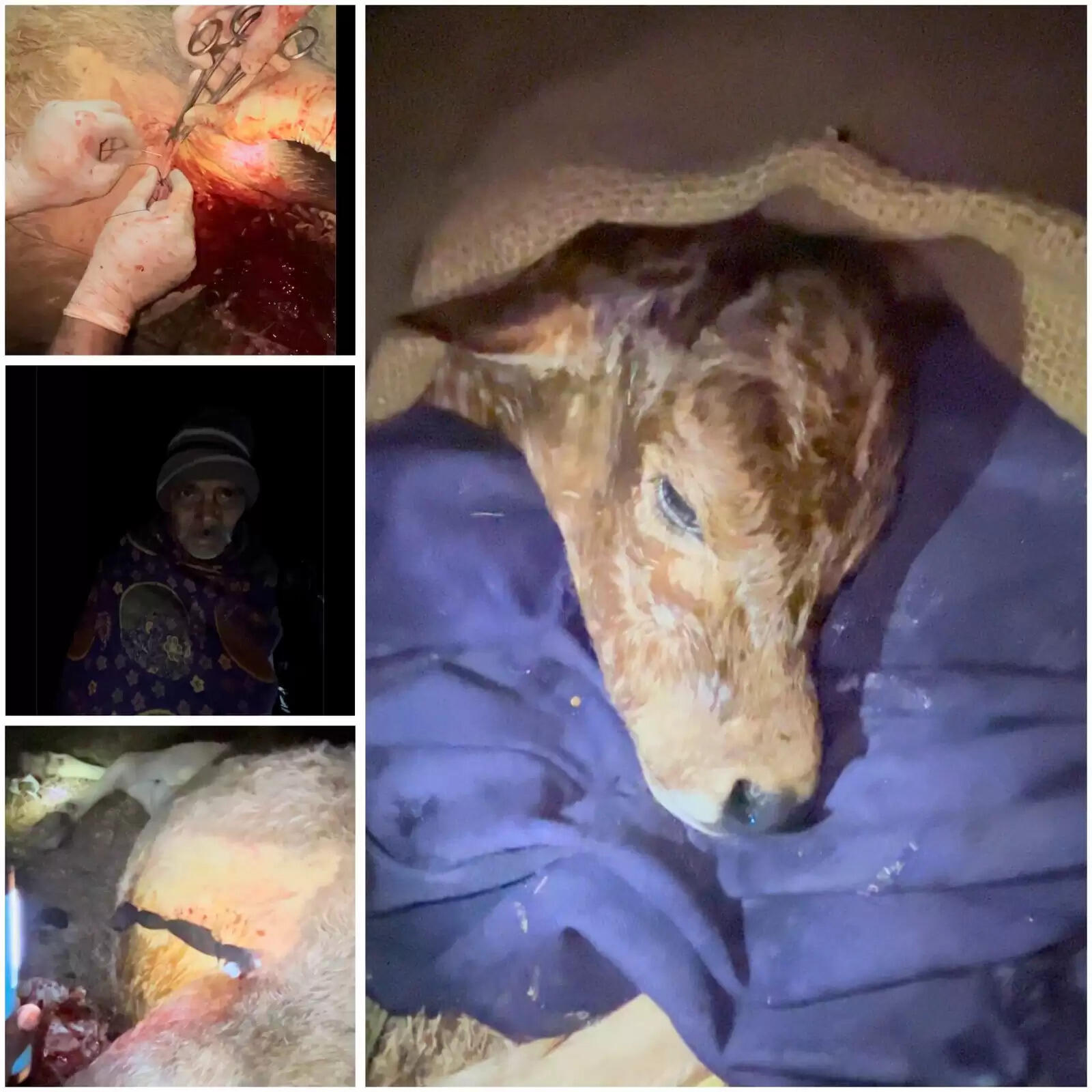 एमसीबी: पशु चिकित्सकों ने जटिल ऑपरेशन कर नवजात बछड़े को दी नई जिंदगी