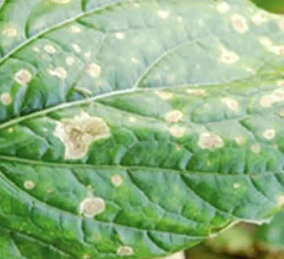 सर्दी के मौसम में सरसों की फसल के लिए माहू कीट है खतरनाक:&nbsp;प्रो एसके विश्वास