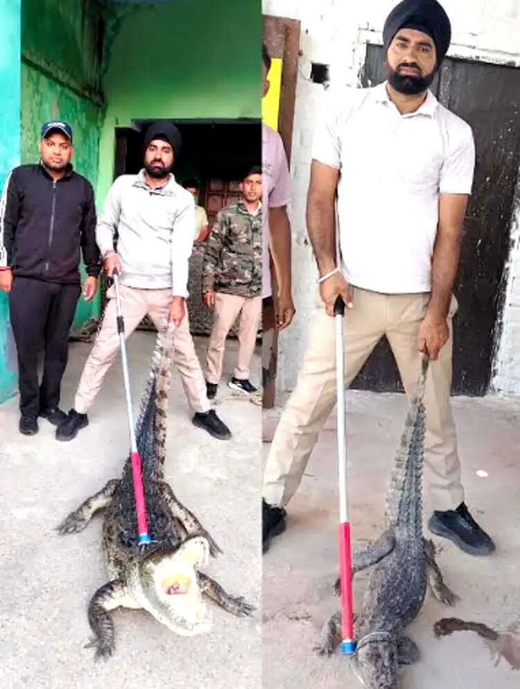 लक्सर में घरों के अंदर मिले दो विशालकाय मगरमच्छ, ग्रामीणों में दहशत