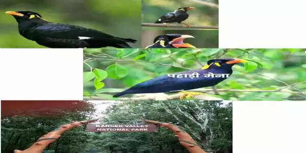 छत्तीसगढ़ में मैना संरक्षण एवं संवर्धन को मिला बढ़ावा