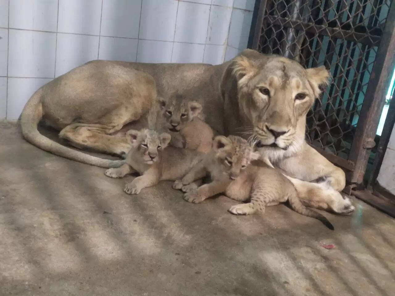 (अपडेट) इटावा सफारी पार्क में शेरनी रूपा ने चार शावकों को दिया जन्म, शेराें की संख्या हुई 22