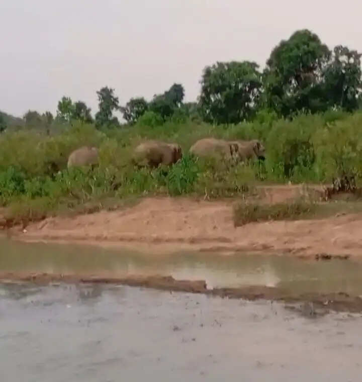 अनूपपुर: चार हाथियों का समूह 37 दिनों बाद फिर पहुंचा अनूपपुर