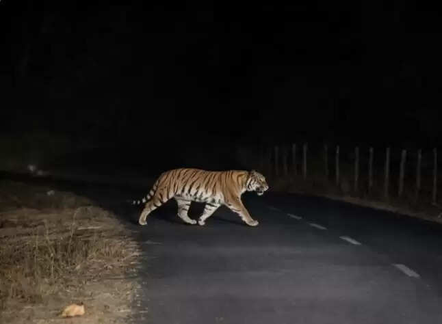 अनूपपुर: भुंडाकोना घाट के&nbsp;जंगल में फिर दिखा बाघ का शावक