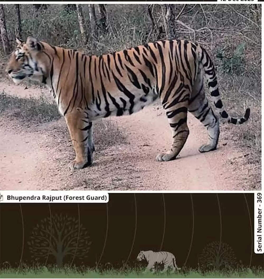 सिवनीः टाइगर ने खुद दी दस्तक: पेंच टाइगर रिज़र्व की इवनिंग सफारी में रोमांचक क्षण