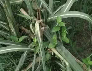 बरसात के समय गन्ना फसल में पोक्का बोइंग बीमारी का बढ़ता है खतरा,रखे सावधानी