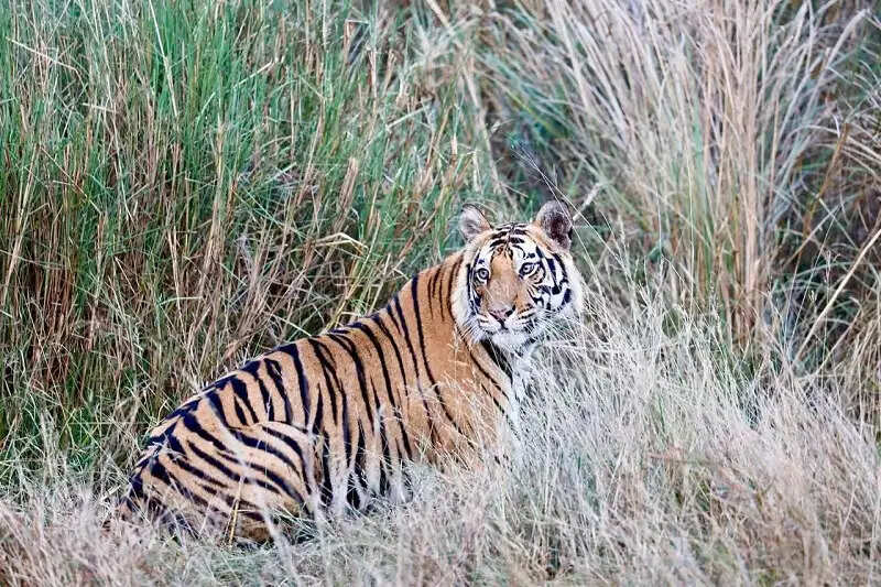 मप्र के शहडोल के वन बाघों और हाथियों के लिए है नेचुरल कॉरिडोर