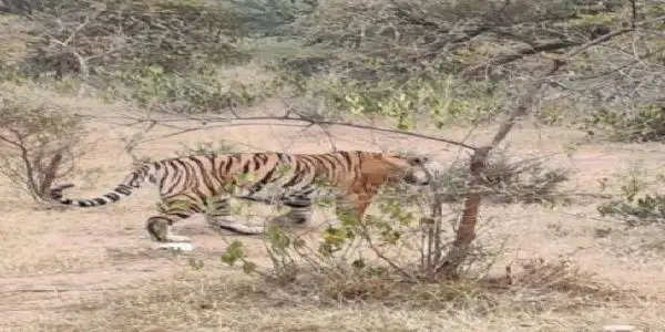 सरिस्का को आबाद करने वाली उम्रदराज बाघिन एसटी 2 की बीमारी से मौत