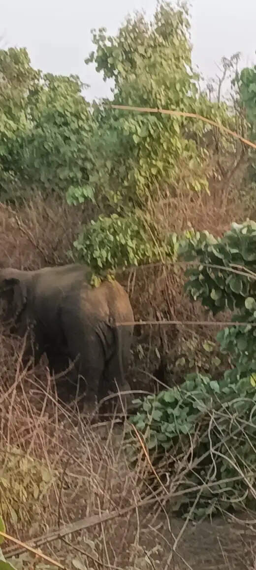 अनूपपुर-शहडोल में हाथियों की दहशत, चार छत्तीसगढ़ पहुंचे; खतरनाक दंतैल अब भी रामपुर जंगल में सक्रिय