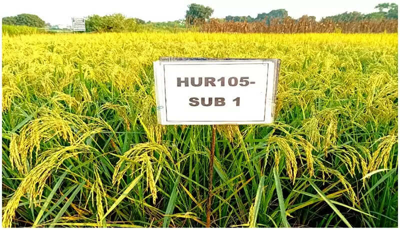 बीएचयू के उन्नत किस्म के बीज को भारत सरकार ने प्रदेश के किसानों के लिए किया रिलीज