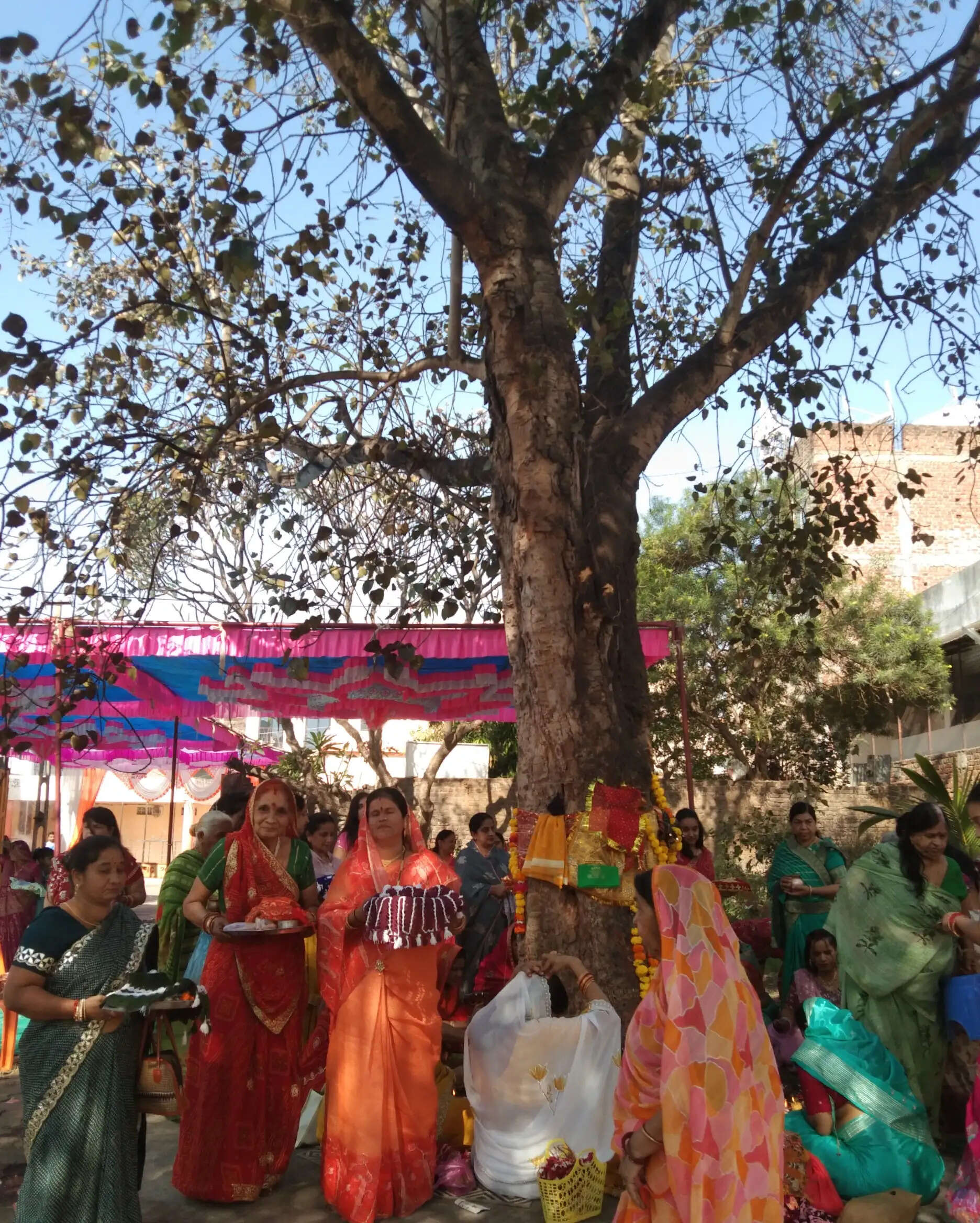 झाबुआ: श्रद्धा और आस्था के साथ मनाया गया दशा माता व्रत, महिलाओं ने पीपल वृक्ष का किया पूजन