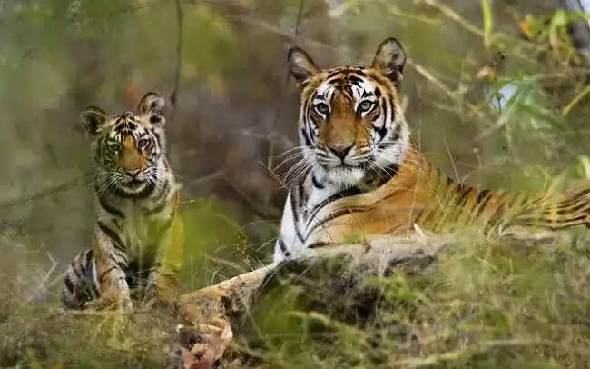 मप्र में वन्य-जीवों की सुरक्षा एवं शिकार से बचाव के लिए चलेगा ऑपरेशन वाइल्ड ट्रैप-II