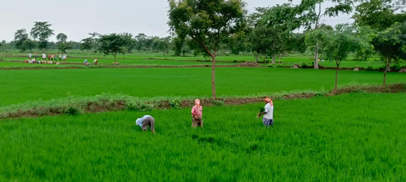 रिमझिम बारिश से जनजीवन प्रभावित, धान की फसल को मिली संजीवनी