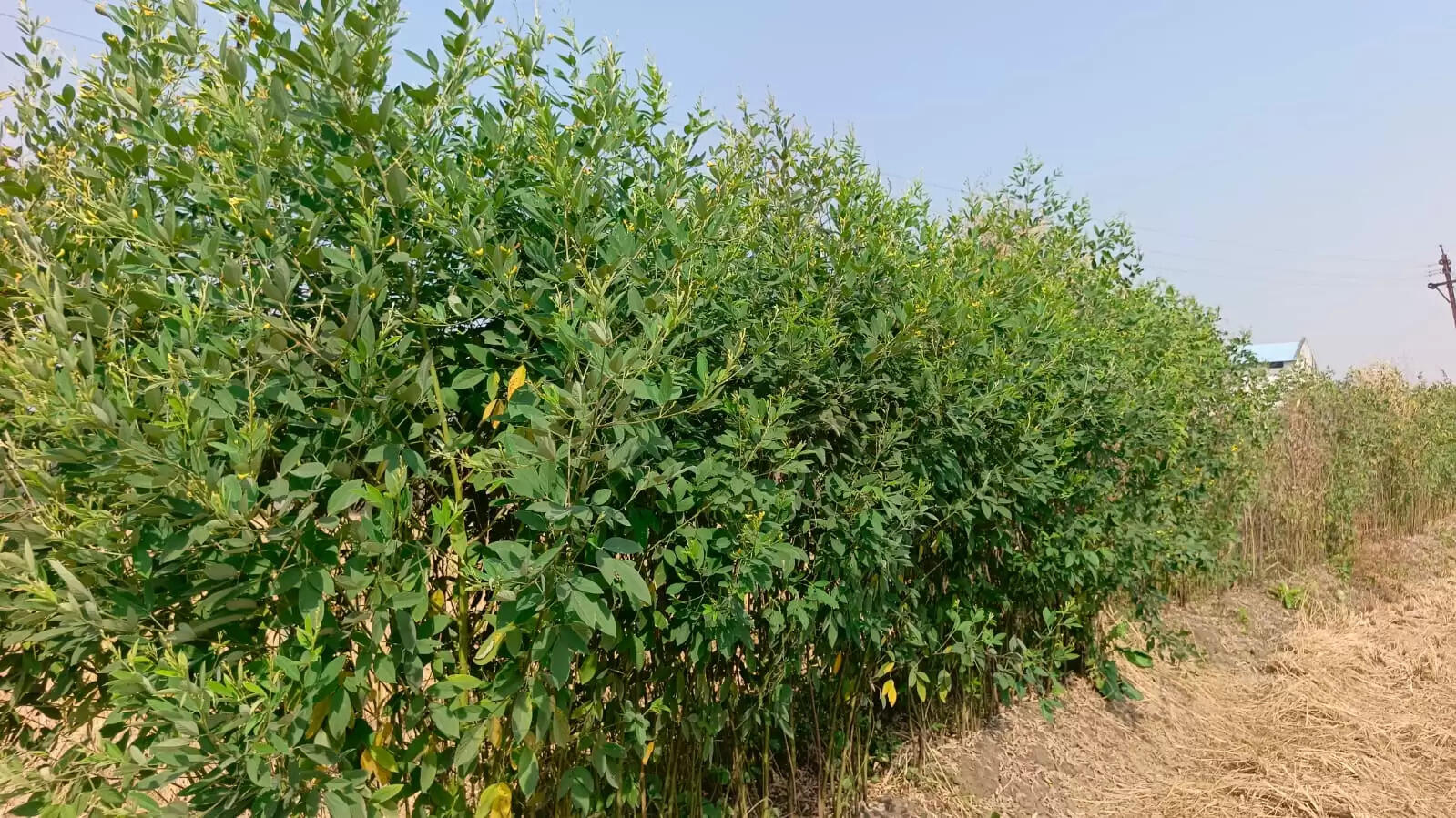 धमतरी : फसल चक्र परिवर्तन अभियान से बढ़ रहा दलहन–तिलहन का रकबा