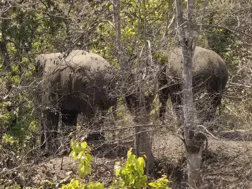 अनूपपुर से शहडोल पहुंचे हाथियों का दल: बुढार के जंगलों में डेरा, वन विभाग अलर्ट
