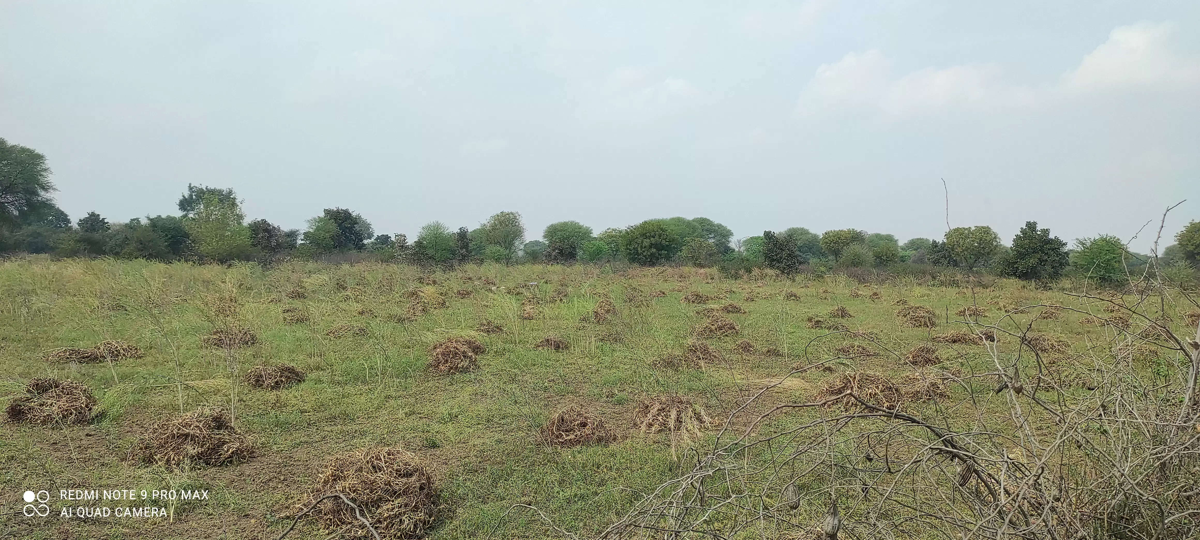 बेमौसम बारिश एवं ओलावृष्टि से बर्बाद हुई फसलों का जिलाधिकारी ने लिया जायजा