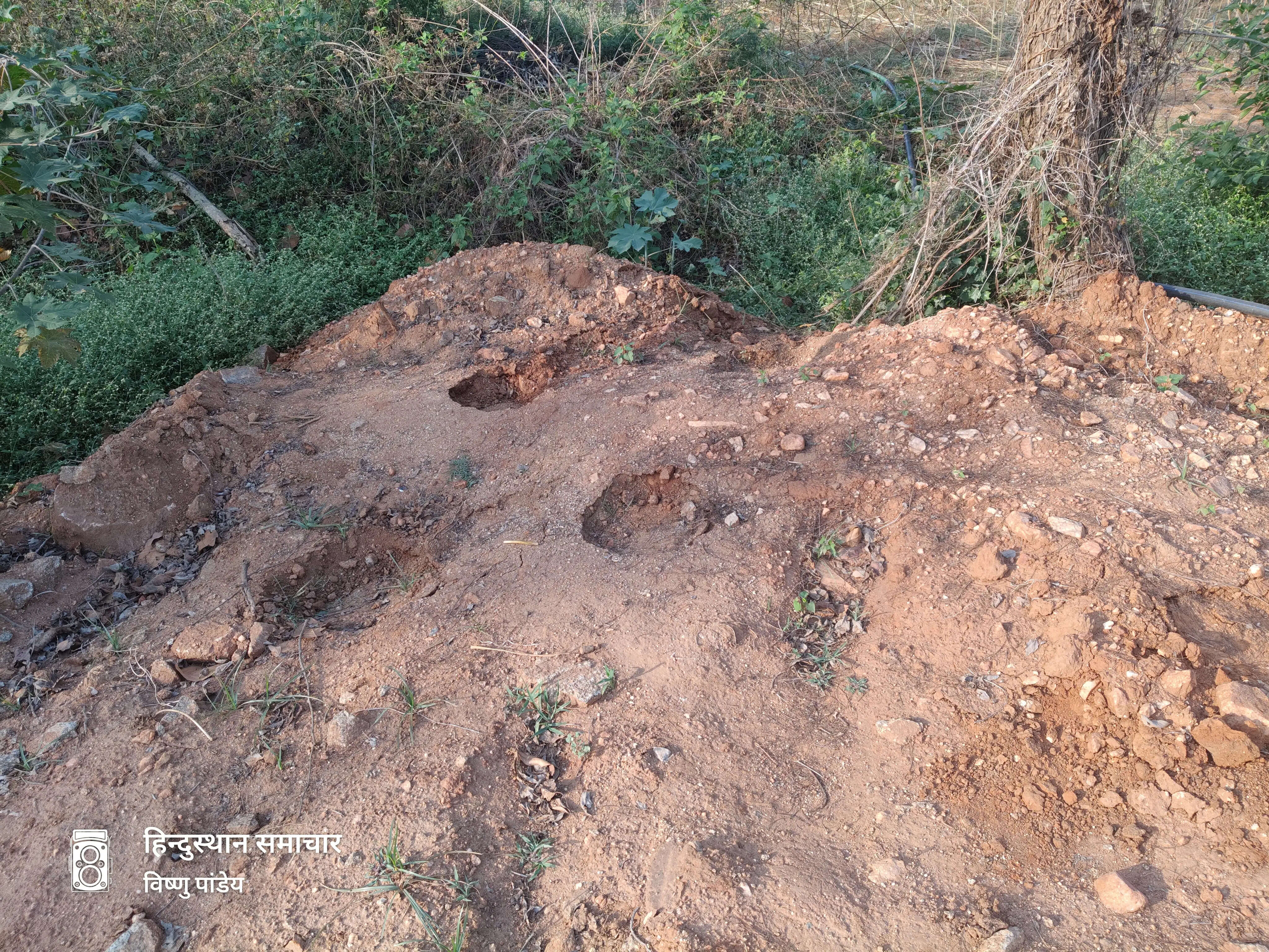 बलरामपुर : रामानुजगंज में तीन हाथियों ने फार्म हाउस में घुसकर फसल रौंदा, 30 क्विंटल गेहूं बर्बाद