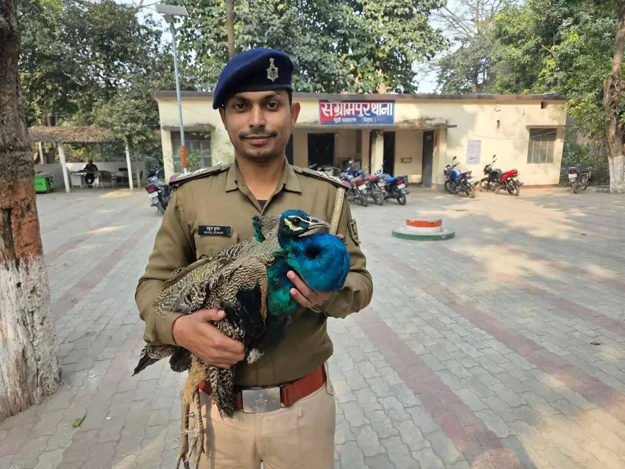 मंगलापुर में दिखा मोर पुलिस ने वन विभाग को सौंपा