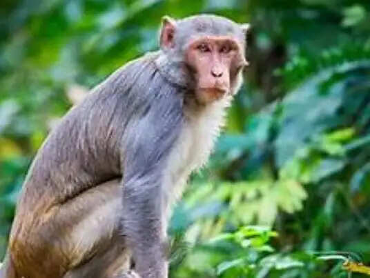 वाराणसी : अब नगर निगम नहीं, वन विभाग संभालेगा बंदरों के प्रबंधन की कमान