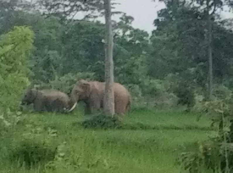 तीन दंतैल हाथी खा रहे धान फसल, किसानाें की बढ़ी परेशानी