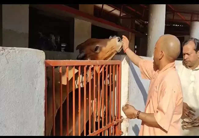 गोरखनाथ मंदिर की गोशाला में मुख्यमंत्री योगी ने की गोसेवा