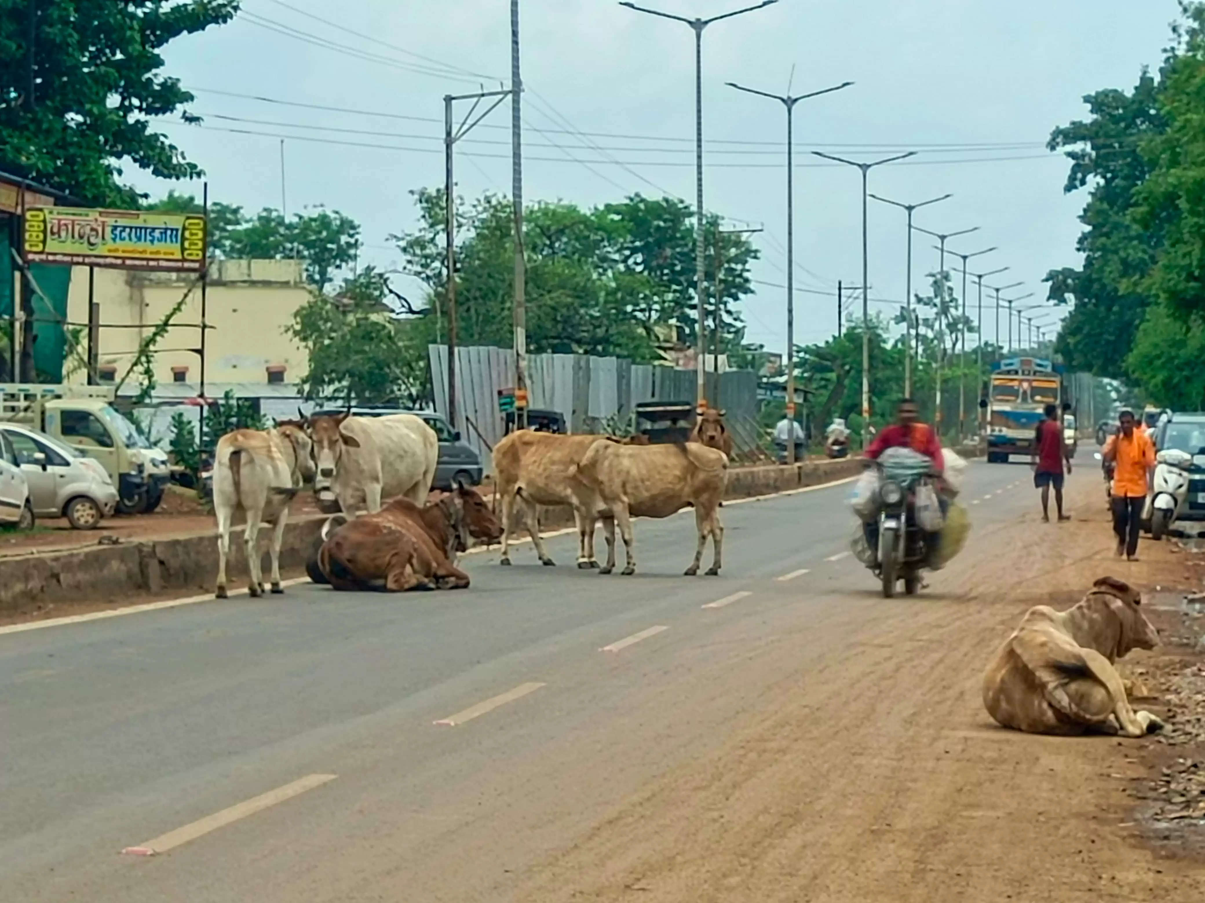 शहर में फिर से पहले जैसा नजारा, राजमार्ग  में दिख मवेशियों का डेरा