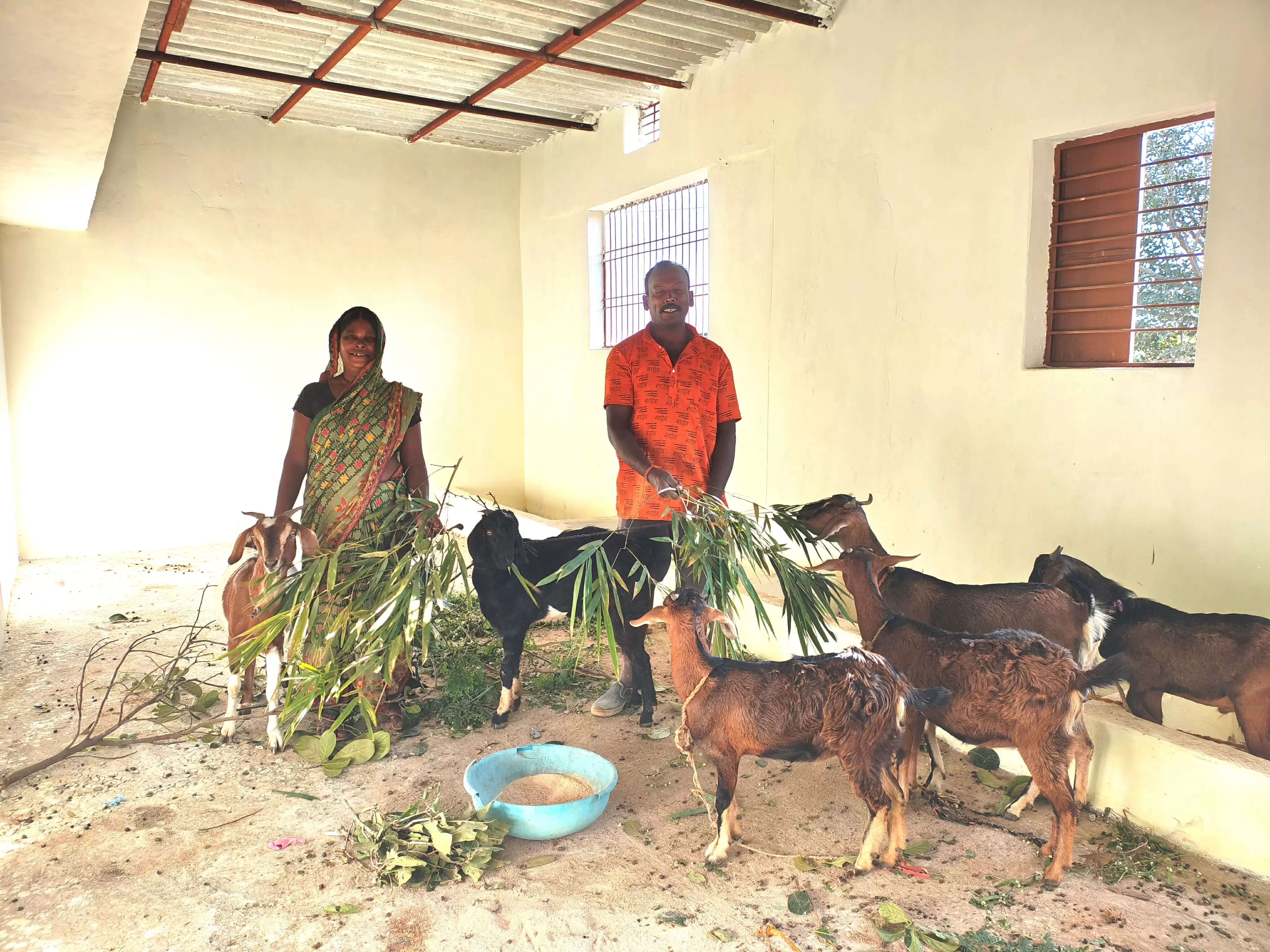 कोरिया: मनरेगा के पक्के शेड से बदली तस्वीर, रामलाल का बकरी पालन बना स्थायी रोजगार