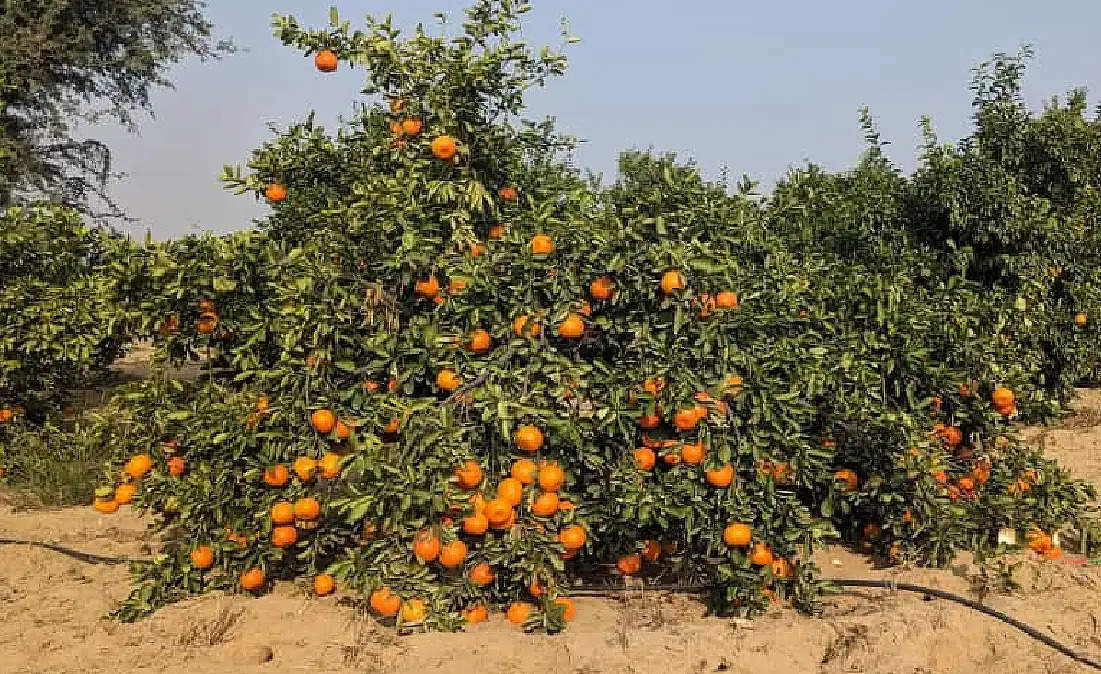 नींबूवर्गीय फलों की उन्नत किस्में व उत्पादन तकनीक को अपनाकर किसान ले सकते हैं अधिक उत्पादन : डॉ. जगदीश राणे