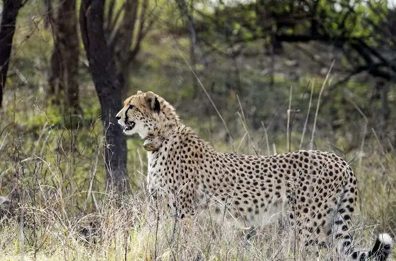 मप्रः मुख्यमंत्री रविवार को बोत्सवाना से आई मादा चीता को गांधीसागर के जंगलों में करेंगे विमुक्त