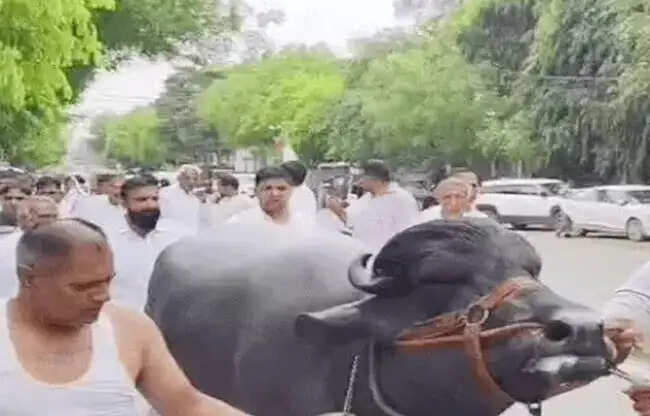 सोनीपत: एसई के विवादित बयान पर किसानाें ने झाेटे के साथ किया विरोध प्रदर्शन