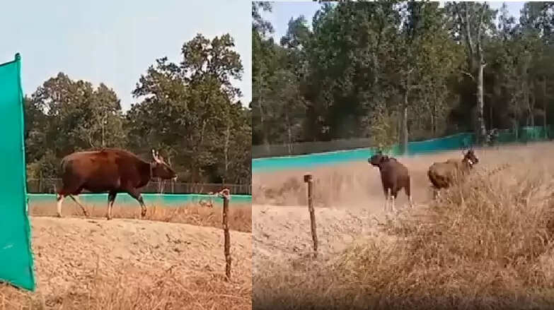 मप्र के बांधवगढ़ टाइगर रिजर्व में बढ़ी भारतीय गौर की संख्या, सतपुड़ा से 6 गौरों को सुरक्षित छोड़ा गया