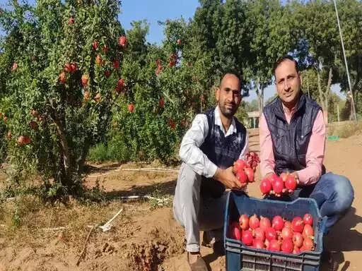 काजरी : थार के किसानों की तकदीर बदल रही अनार की खेती