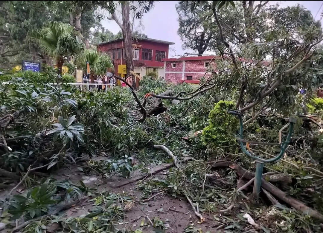 नाहन में खतरनाक पेड़ों से बढ़ा खतरा, नगर परिषद करेगा कार्रवाई