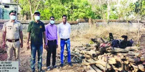 कोरबा : बिजली तार के संपर्क में आने से मादा भालू समेत दो शावकों की मौत, लापरवाही पर लाइनमैन हिरासत में