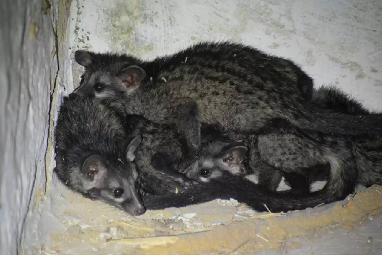 कोरबा : वन विभाग और नोवा नेचर वेलफेयर सोसायटी ने बचाई एशियन पाम सिवेट की जान