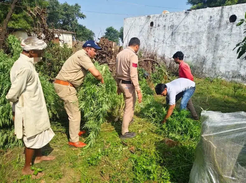 मप्र में नशे के खिलाफ बड़ी कार्रवाई, 5 दिन में 3.91 करोड़ का माल जब्त, खरगोन में 5,974 किलो गांजा पकड़ा
